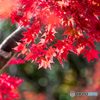 紅葉-6