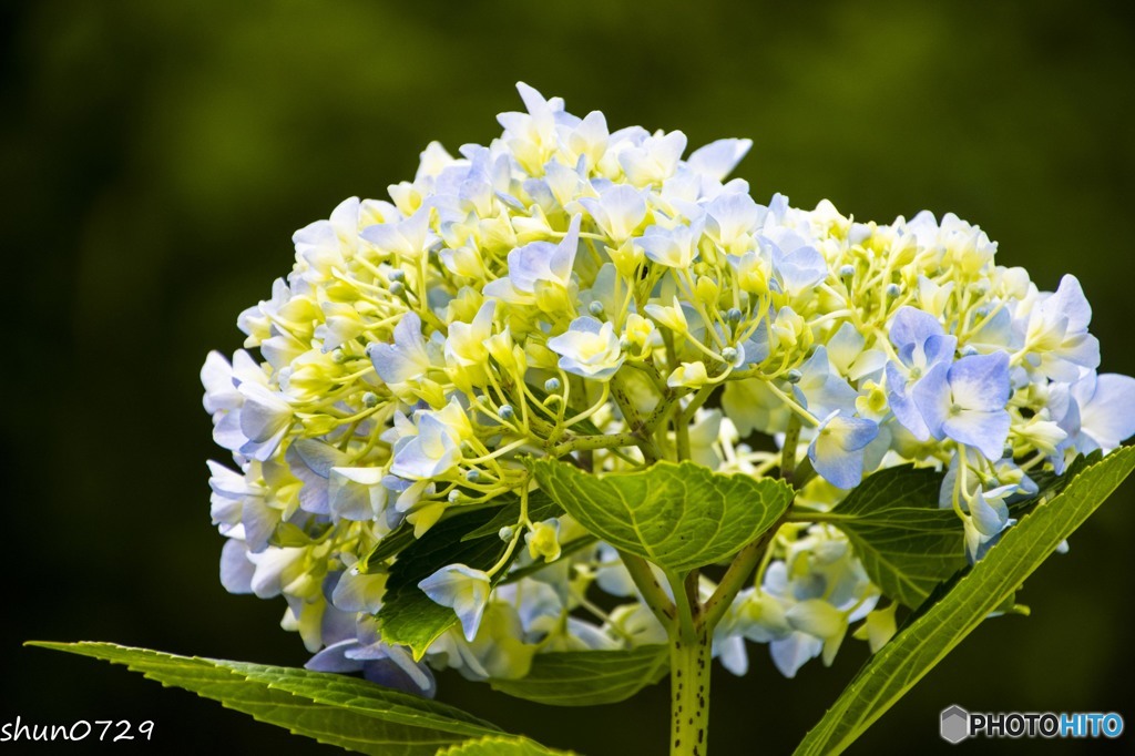 紫陽花-7