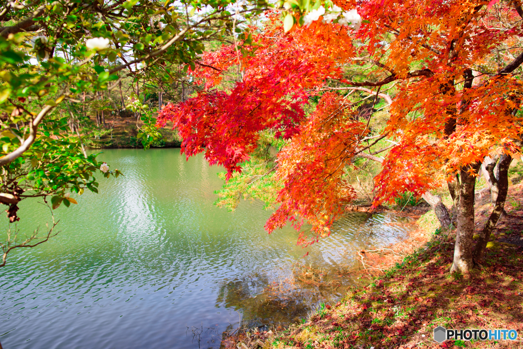 最後の紅葉