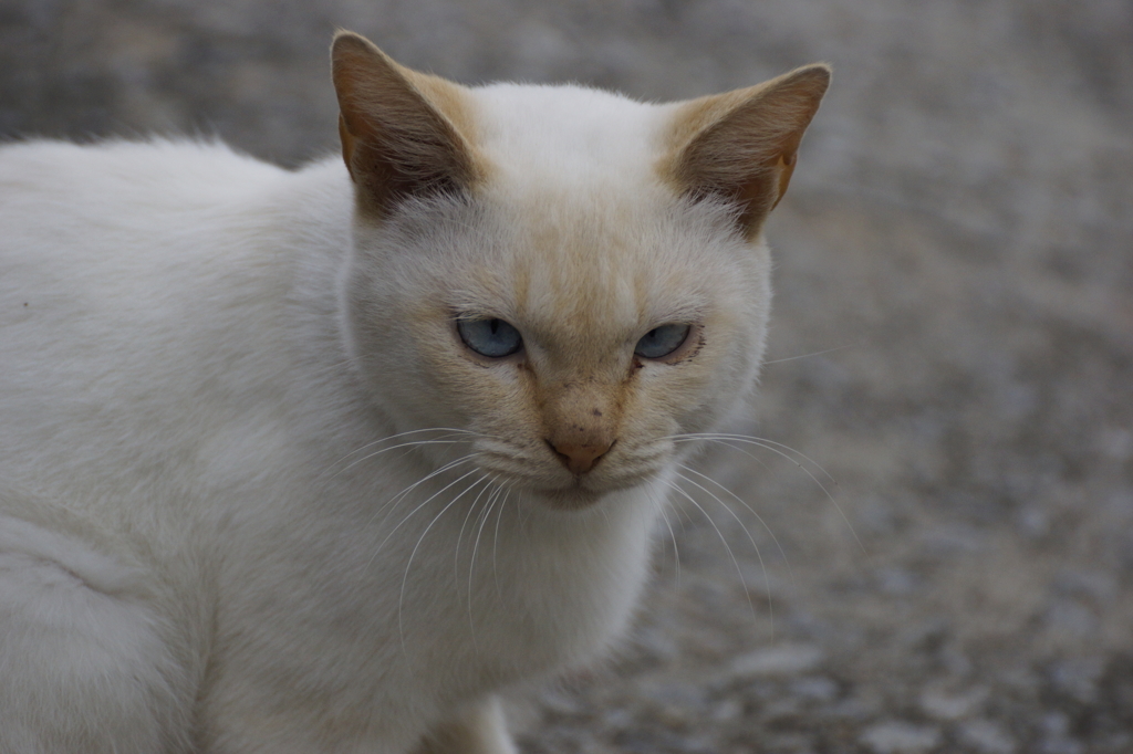 猫の島5