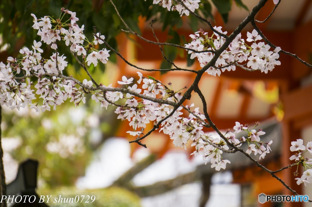 生田さんの桜６