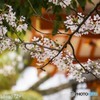 生田さんの桜６