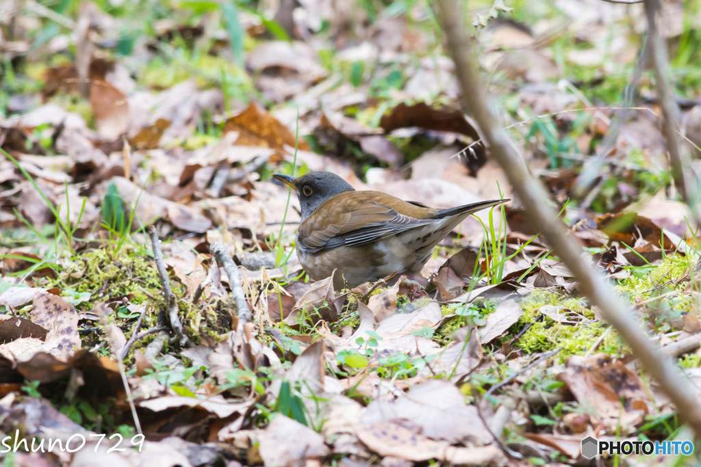 水辺の野鳥-2