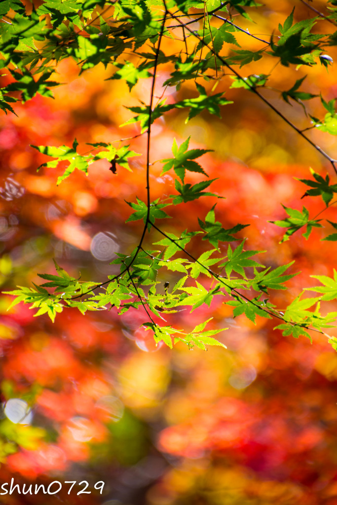 瑞宝寺公園の紅葉-6