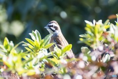 ツグミ-2→ホオジロ