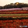 お花畑と夕日