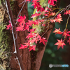 紅葉-5