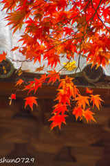 東山寺のもみじ-5