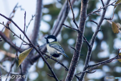 野鳥-2