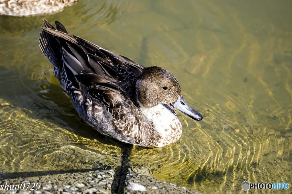 福島大池のカモ5