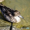福島大池のカモ5