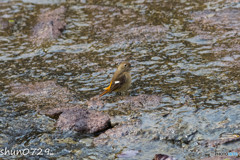 水辺の野鳥-4