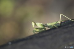 カマキリさん