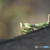 カマキリさん