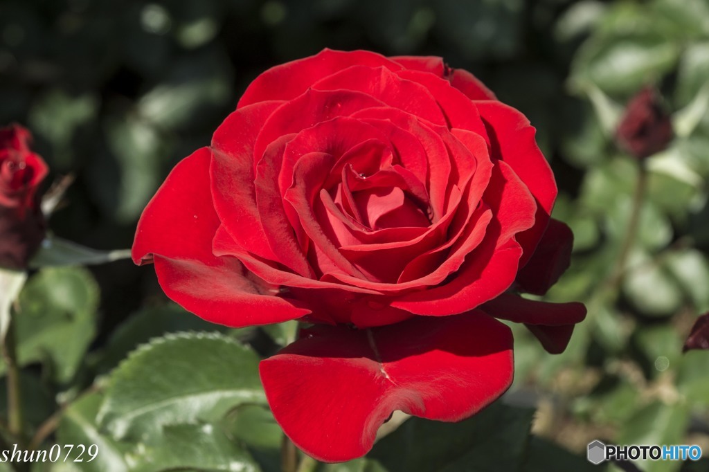 薔薇その1