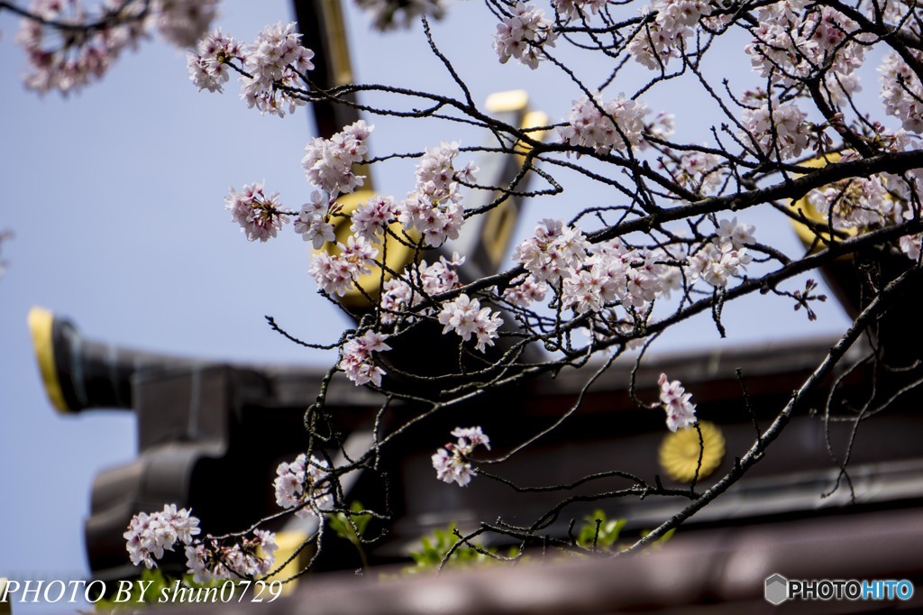 生田さんの桜８