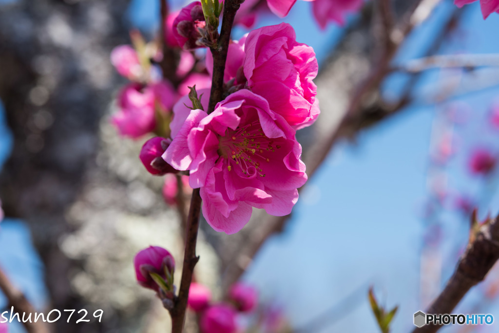 春花-2