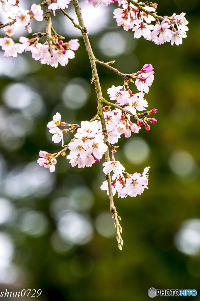まだ、3分咲きかな？その2