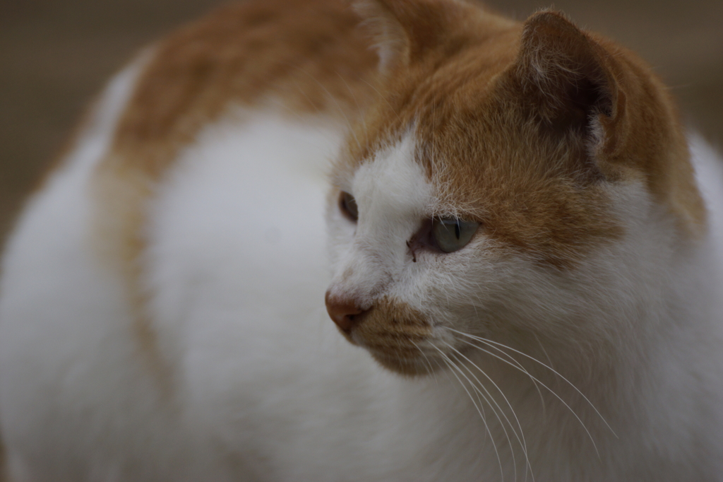猫の島6