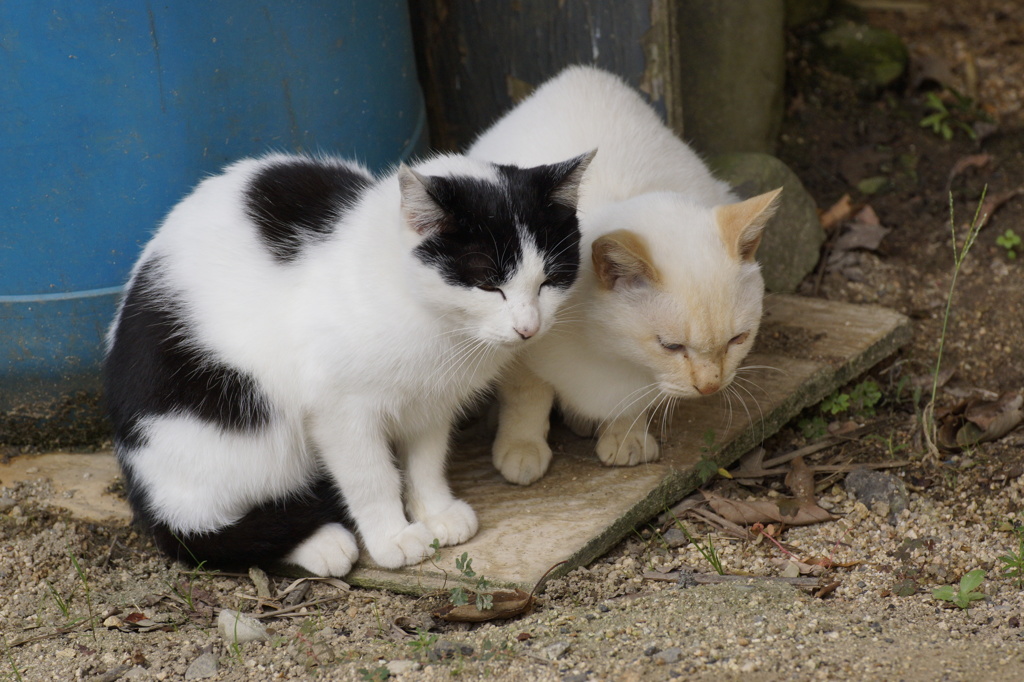 猫の島14