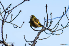 水辺の野鳥-7