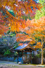 常隆寺の紅葉-8