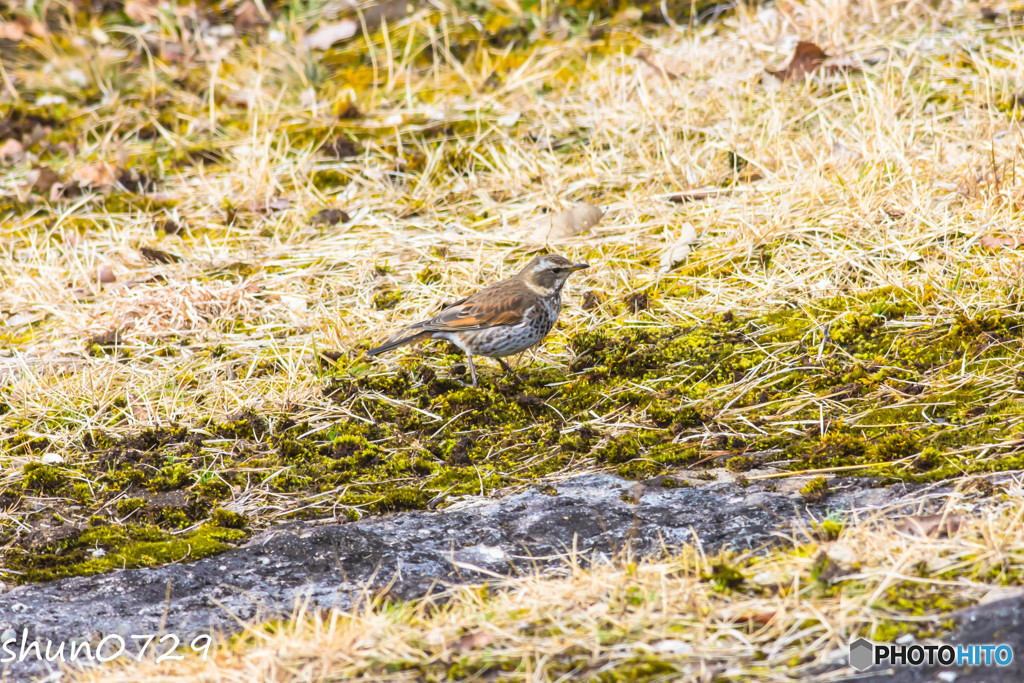 水辺の野鳥-6