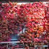 紅葉-4