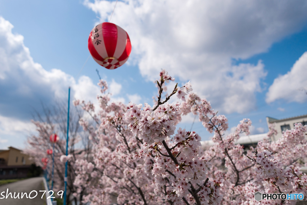 sakura-4