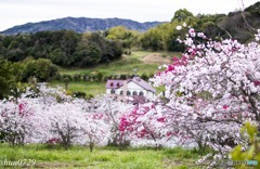 桜とペンション　訂正　桃の花とペンション