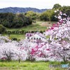 桜とペンション　訂正　桃の花とペンション