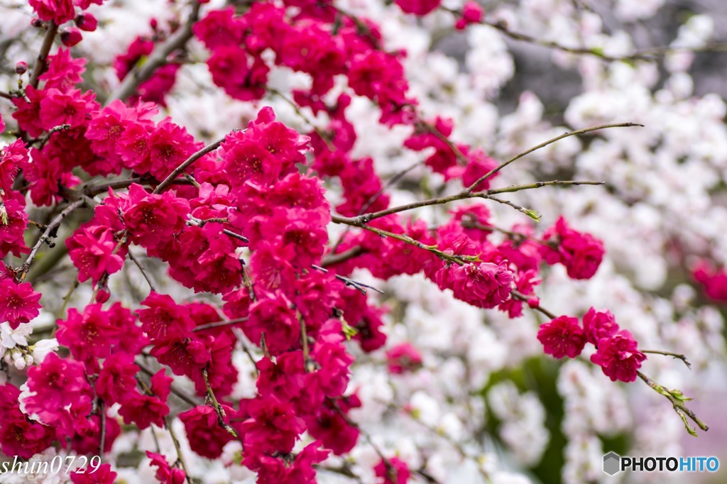 桃と桜