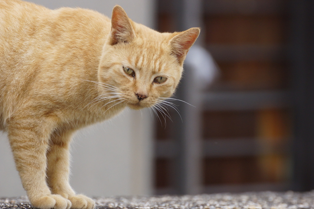 猫の島12