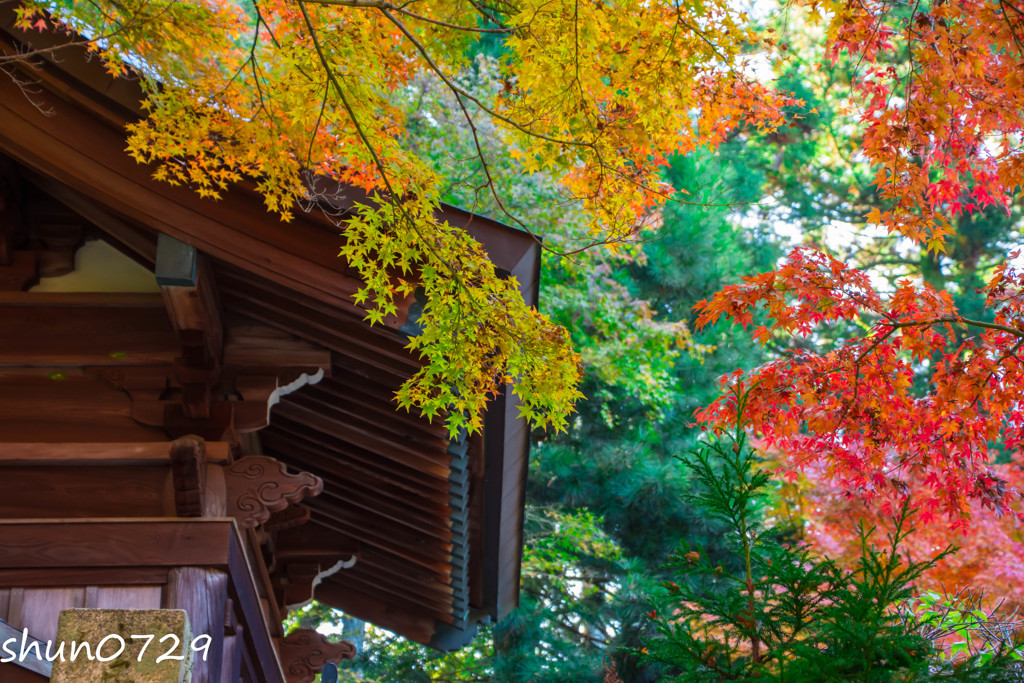 常隆寺の紅葉-1