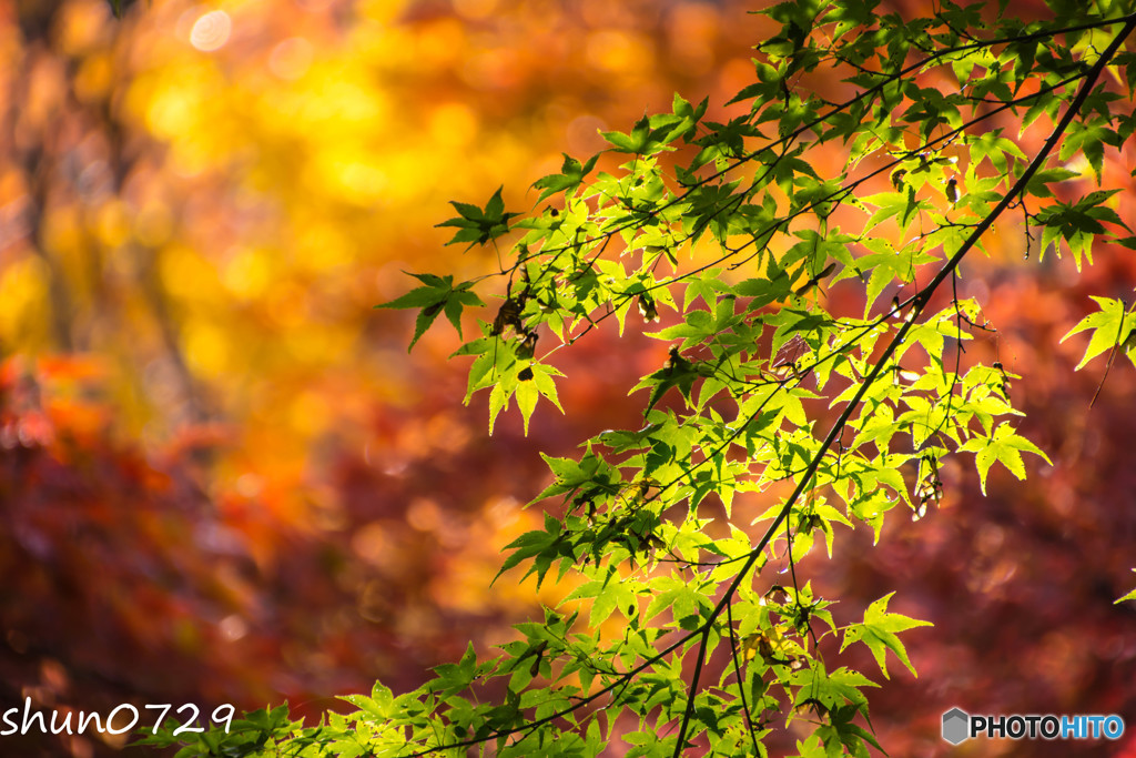 瑞宝寺公園の紅葉-1