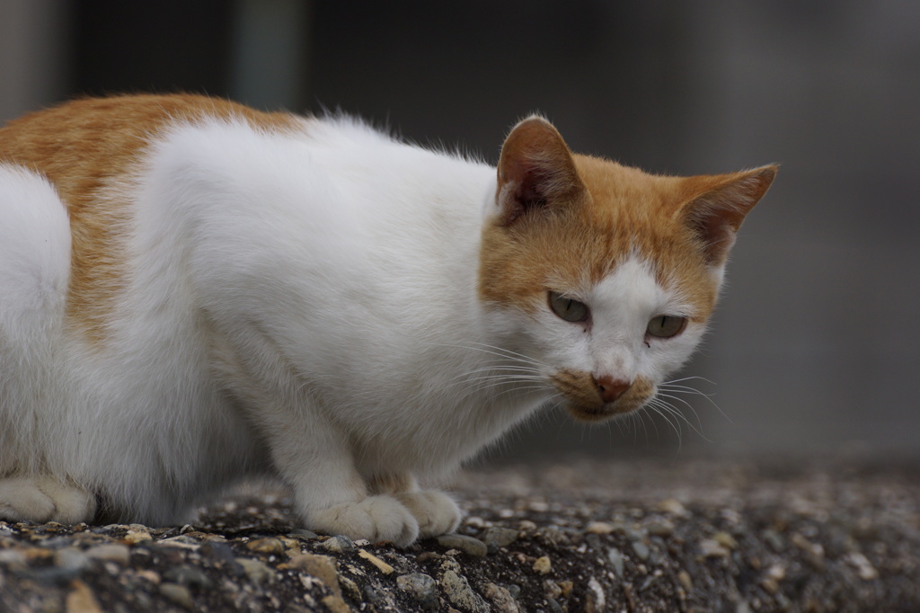 猫の島11