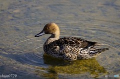 福島大池のカモ3