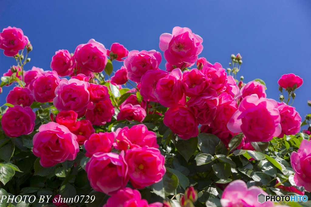薔薇園-2