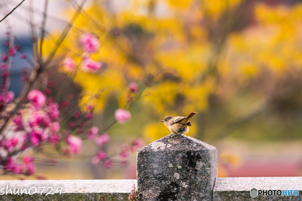 春が来た！