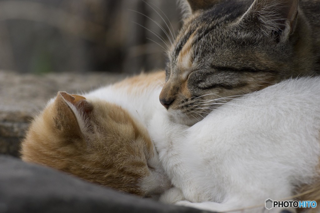 猫の島4