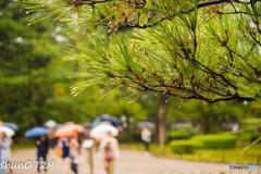 雨の兼六園-2