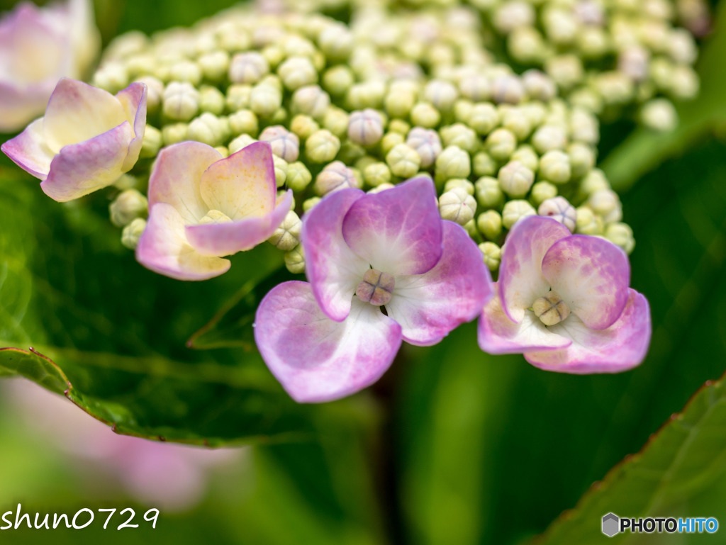 紫陽花-2