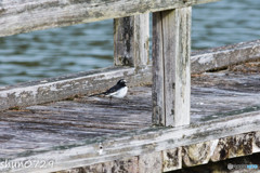 水辺の野鳥-5