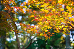 山寺の晩秋-2