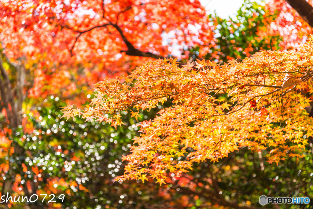 今年の紅葉2017-1