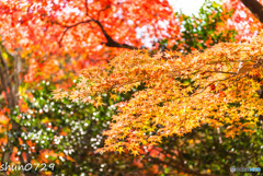 今年の紅葉2017-1