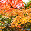 今年の紅葉2017-1