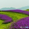 ラベンダー畑