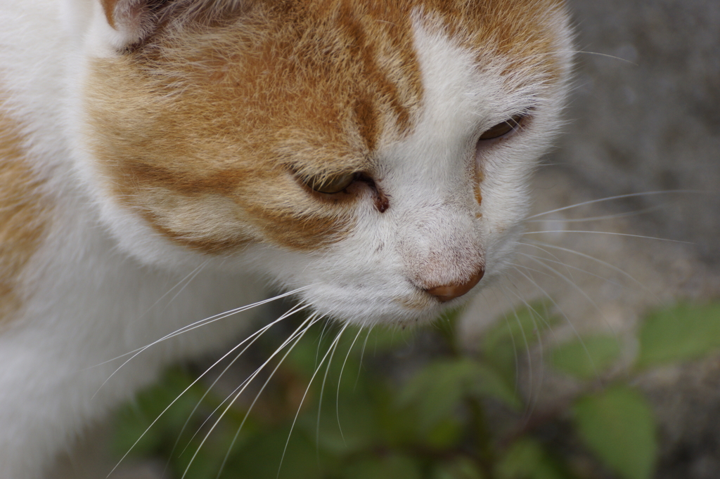 猫の島9