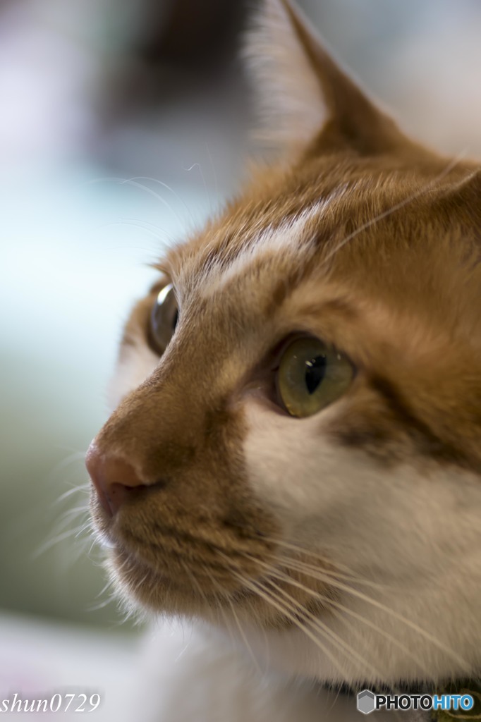 猫カフェにて (8)